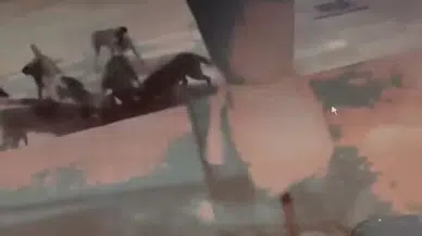 Elazığ’da Başıboş Sokak Köpekleri Kediyi Parçaladı