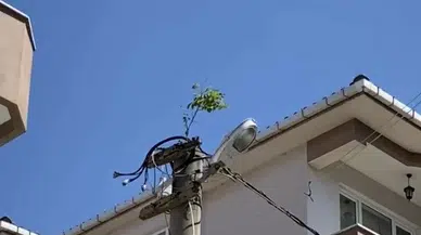 Elektrik Direğinin Doruğunda Ağaç Filizlendi