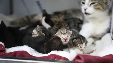 Eyüpsultan’da Yavru Kedilere "Sütanneler” Bakıyor