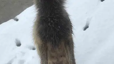 Feride 3. Yılında da Geldi