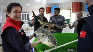 Havyarının Kilosu 2 Bin 500 Dolardan Satılıyor