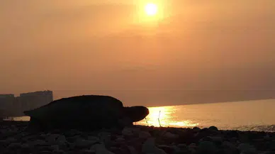 Her Yıl Binlerce Yavru Çıkıyor: Deniz Kaplumbağaları Yumurta Bırakmaya Başladı