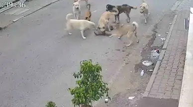 Kan Donduran İmaj: 8 Köpeğin Kediyi Telef Ettiği Anlar Kamerada
