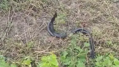 Karayılanların Çiftleşme Dansı Kamerada