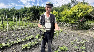 Kargı'da Domuzlar Sebze Tarlasına Zarar Verdi