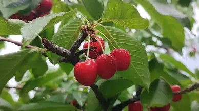 Karı ve Soğuğuyla Meşhur Erzurum’da Kiraz Hasadı
