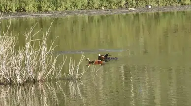 Kars’ta Angut Kuşlarının Hengamesi Kamerada