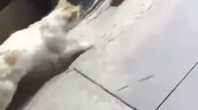 Kedinin Fareyle Oyunu İzleyenleri Gülümsetti
