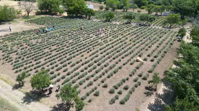 Kilis’te Alternatif Eser Olarak Üretimine Başlanan Lavantanın Hasadı Başladı