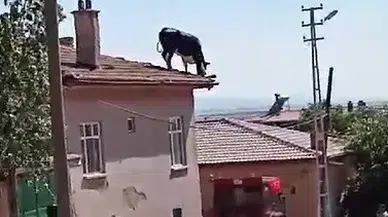 Kurbanlık Büyükbaş Hayvan Sahibinden Kaçarak Çatıya Çıktı