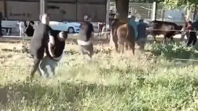 Kurbanlık Danayı Zapt Etmeye Çalıştılar