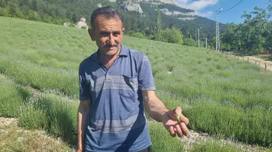 Lavanta Üreticilerinin Başı Çekirgelerle Kederde