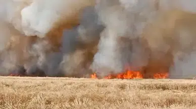 Mardin’deki Yangınlarda Bin 700 Dönümün Üzerinde Buğday Tarlası Küle Döndü