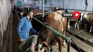 1 Tonluk ‘Paşa’ Alıcısını Bekliyor