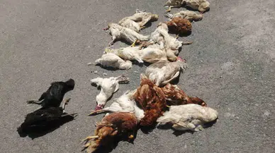 Sokak Köpekleri Kümes Hayvanlarını Telef Etti: ’Horozum Benim Çocuğumdu’ Diyerek Gözyaşlarına Boğuldu