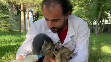 Yavru Yaban Keçilerinin Süt Kardeşliği