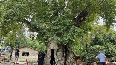 3 Bin Yıllık Olduğuna İnanılan Abide Çınar Ağacı, Dev Cüssesiyle İlgi Uyandırıyor
