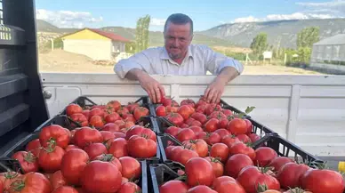 Çorum’da Belediye İmkan Sağladı Kadınlar Üretiyor, Hedef 150 Ton!