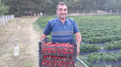 İskilip Çileğinin Ekim Alanı Artıyor