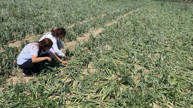 Sağanak ve Dolu 73 Köydeki Ekili Arazilere Zarar Verdi