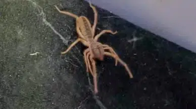 Sungurlu'da 'Sarıkız' Paniği