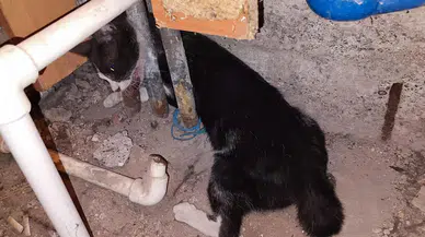 Yaramaz Kediye Belediye Müdahalesi