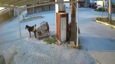 At Otomobilli Hırsızlar Mazgalı Saniyeler İçinde Çaldı