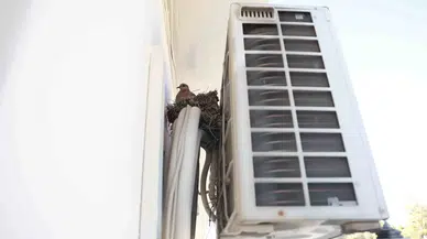 Ayakta Sağlam Binanın Kalmadığı Kentte Kumruların Yuvası Klima Motorunun Üzeri Oldu