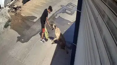 Beslediği Sokak Köpeği Küçük Çocuğa Saldırdı, Elini Güç Kurtardı