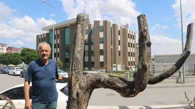 Biçimi Dikkatini Çekti, Kestirip Bahçesinde Yıllarca Koruma Etti