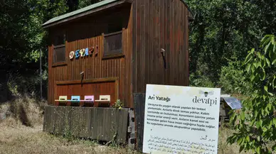 Binlerce Arının Üzerine Yatan, Daha Dinç Kalkıyor