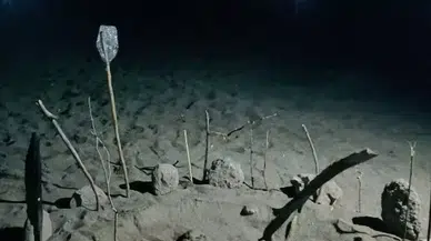 Caretta Carettalar Gazipaşa Kıyısına Yumurtalarını Bıraktı