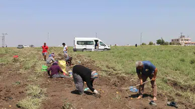Depremzede Çiftçi 350 Dönümlük Toprağındaki Patatesi Hayrına Vatandaşlara Bıraktı