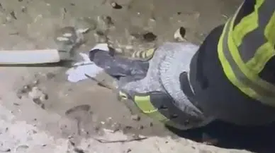 Fileye Dolanan Bir Buçuk Metrelik Yılanı Kurtaran İtfaiyeci, Yılana Su İçirdi