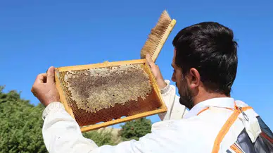 Global Isınma Arıcıları Vurdu, Rekoltede Bin Tondan 500 Tona Düştü
