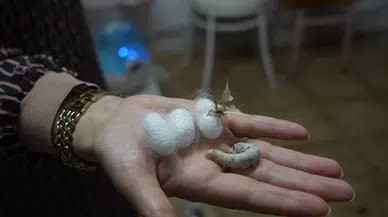 Gümüşhane’nin Yabani Dut Yaprakları İpek Böceklerinin Randımanını Arttırdı