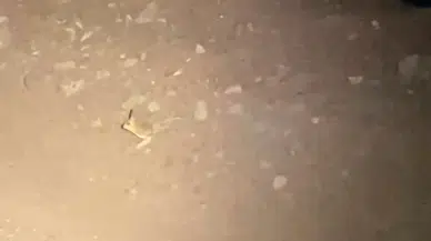 Iucn’nin ‘Kırmızı’ Listesinde Yer Alan Kanguru Faresi Adıyaman’da Görüldü