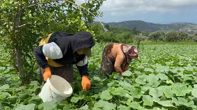Kavurucu Sıcakta 700 TL Yevmiyeyle Yapılan Kuvvetli Hasatta Salatalık Tarladan 5 TL’den Alıcı Buluyor