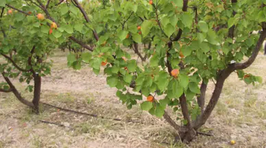 Mersin’de Üretilen 200 Bin Ton Kayısının Yarısı İhraç Edildi
