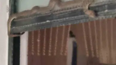 Meskene Giren Yılan Paniğe Neden Oldu