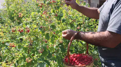 ’Olmaz’ Denileni Hobi Olarak Yaptı, Kayseri’deki Tek Ahududu Bahçesini Kurdu
