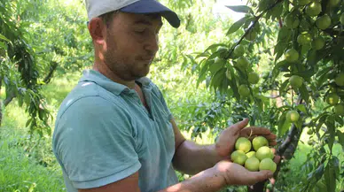 (Özel) Coğrafik İşarete Sahip ’Bayramiç Beyazı’nda Bu Yıl 20 Bin Ton Eser Bekleniyor