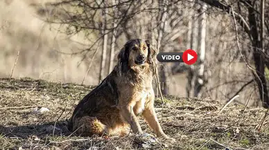 Komisyonda Kanunu Eleştirdi, “İnat Etmeyin” Dedi