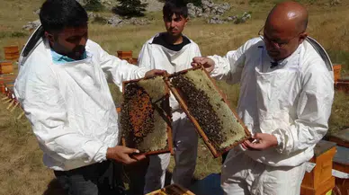 Sağım Başladı: Şifa Deposu Sedir Balı Arıcıların Yüzünü Güldürdü