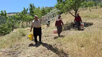 Sıcak Hava Kiraz Hasadını Erken Tamamlattı