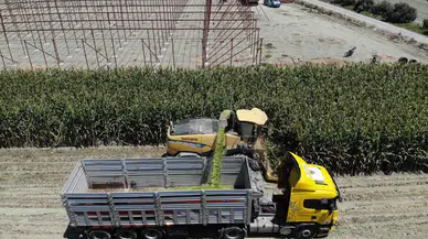 Silajlık Mısırda Kavurucu Sıcakta Güçlü Hasat