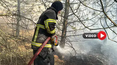 Belediye: Yavru Kaplumbağalarımızı Kurtardık Ama …