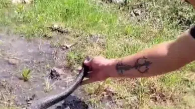 Yılancı Kemal’in Yakaladığı Yılana Nasihat Verdiği Anlar Tebessüm Ettirdi