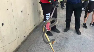 Zonguldak’ta 2 Metrelik Yılan Otoparkta Paniğe Neden Oldu