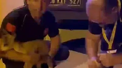 112 Takımları Bu Sefer Yaralı Yavru Yaban Keçisine Müdahale Etti